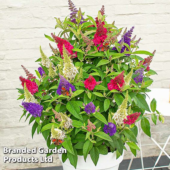 Buddleja 'Butterfly Candy' Collection