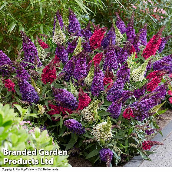 Buddleja 'Butterfly Candy' Collection