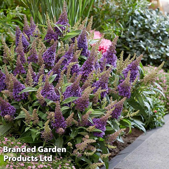Buddleja 'Butterfly Candy Little Lila'