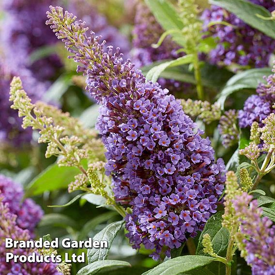 Buddleja 'Butterfly Candy Little Lila'