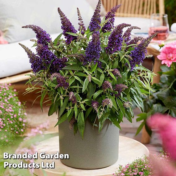 Buddleja 'Butterfly Candy Little Purple'