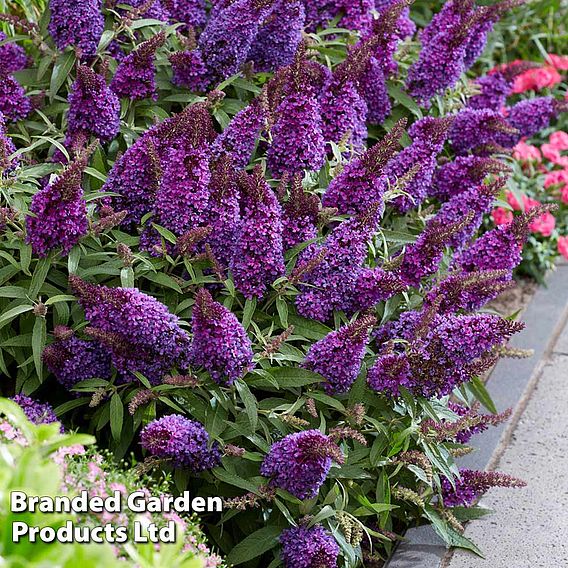 Buddleja 'Butterfly Candy Little Purple'