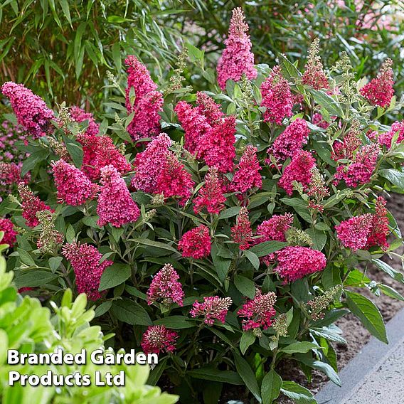 Buddleja 'Butterfly Candy Little Ruby'