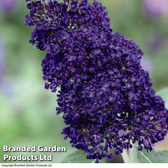 Buddleja 'Buzz® Indigo'