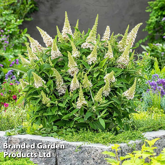 Buddleja 'Butterfly Candy Little White'