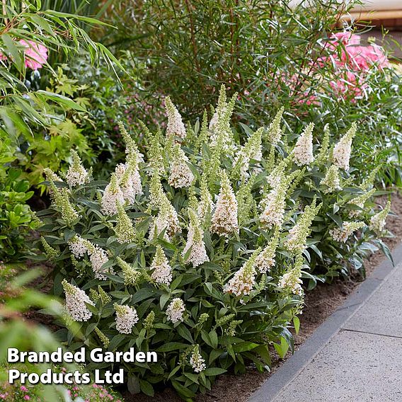 Buddleja 'Butterfly Candy Little White'