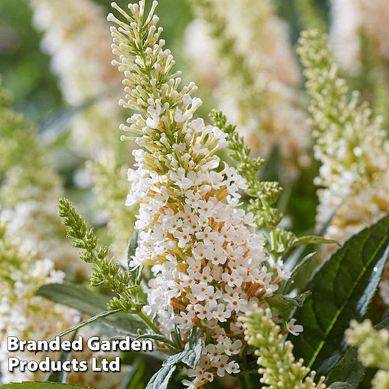 Buddleja 'Butterfly Candy Little White'