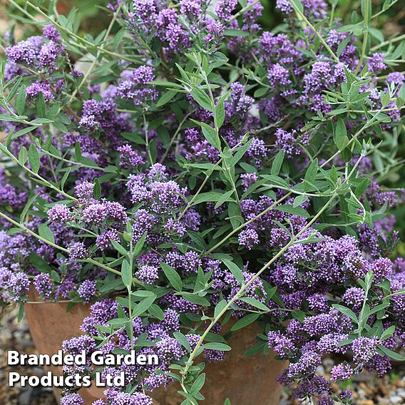 Buddleja x alternifolia 'Unique'