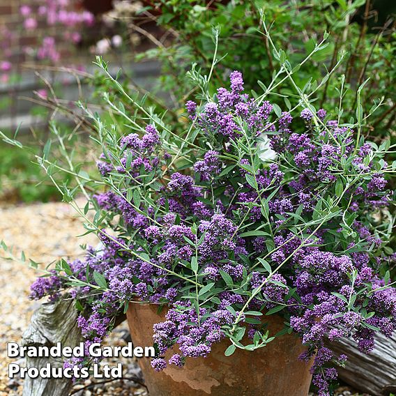 Buddleja x alternifolia 'Unique'