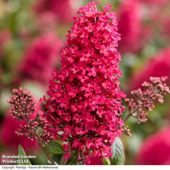 Buddleja 'Butterfly Candy Little Bubblegum'