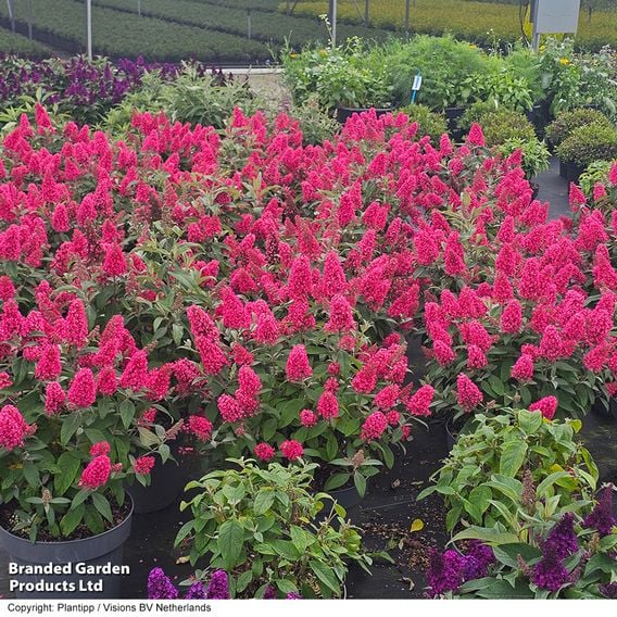 Buddleja 'Butterfly Candy Little Bubblegum'