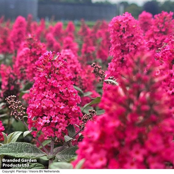 Buddleja 'Butterfly Candy Little Bubblegum'
