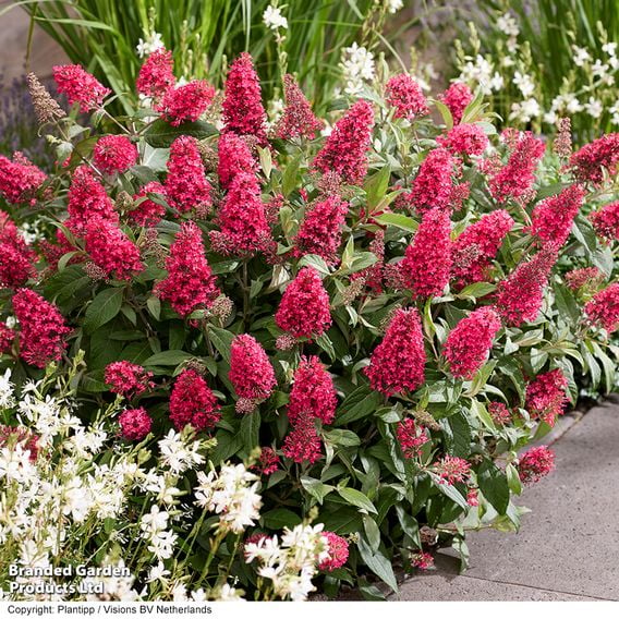 Buddleja 'Butterfly Candy Little Bubblegum'