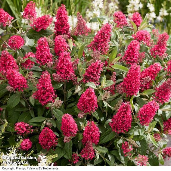 Buddleja 'Butterfly Candy Little Bubblegum'
