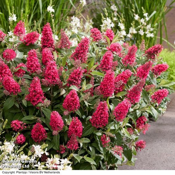 Buddleja 'Butterfly Candy Little Bubblegum'
