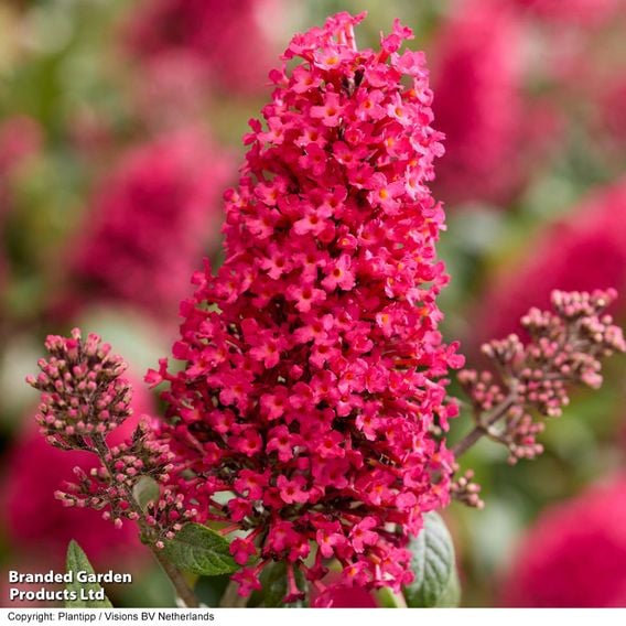 Buddleja 'Butterfly Candy Little Bubblegum'