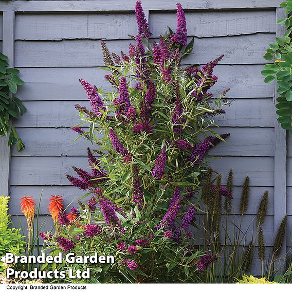 Buddleja 'Butterfly Towers'