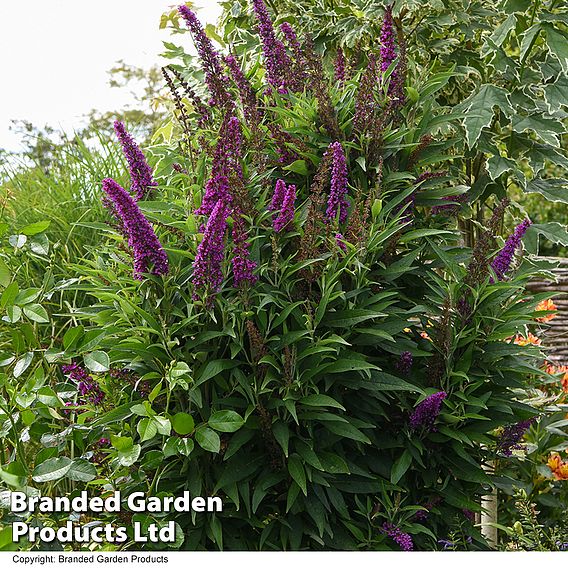 Buddleja 'Butterfly Towers'