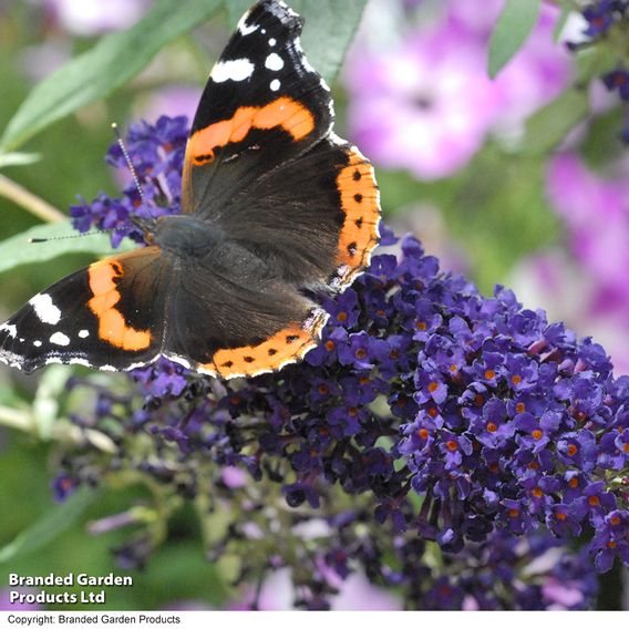 Buddleja 'Buzz® Collection'