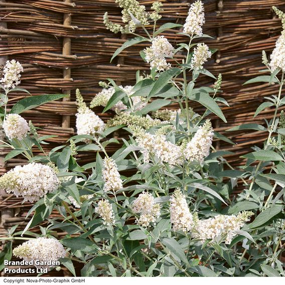 Buddleja 'Buzz® Ivory'