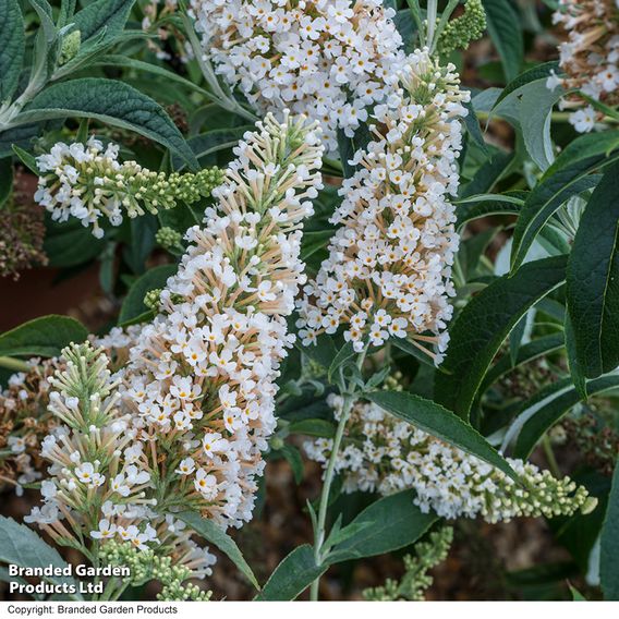 Buddleja 'Buzz® Ivory'
