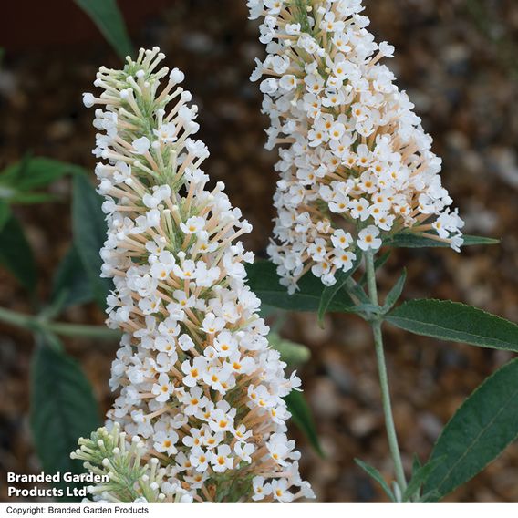 Buddleja 'Buzz® Ivory'