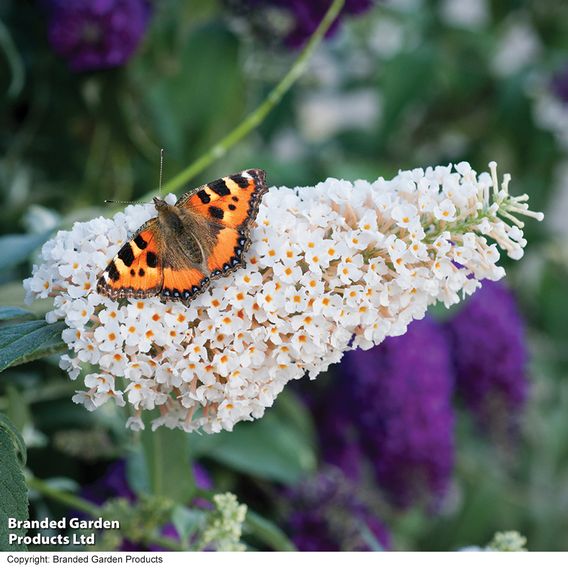 Buddleja 'Buzz® Ivory'