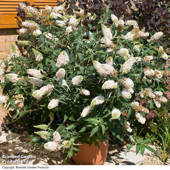 Buddleja 'Buzz® Ivory'
