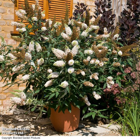 Buddleja 'Buzz® Ivory'