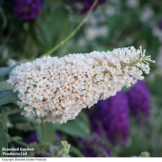 Buddleja 'Buzz® Ivory'