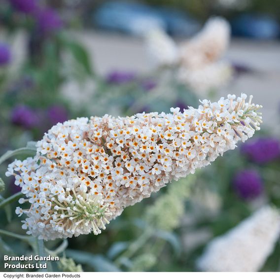 Buddleja 'Buzz® Ivory'