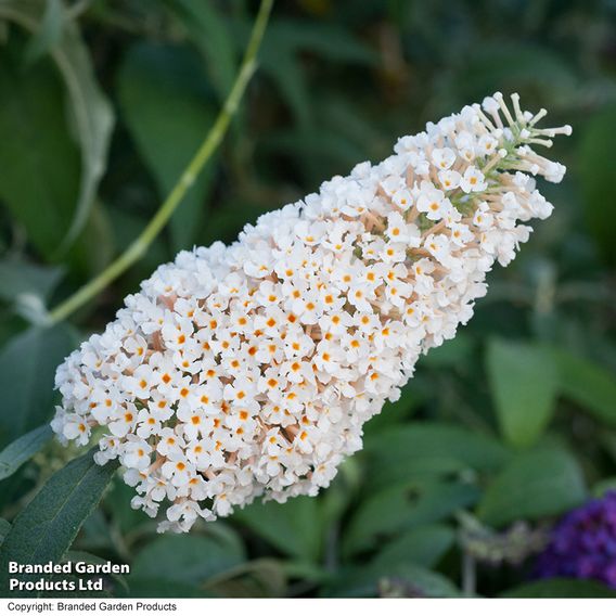 Buddleja 'Buzz® Ivory'
