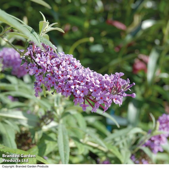 Buddleja 'Buzz® Collection'
