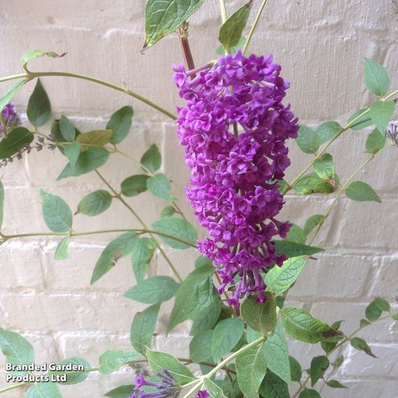 Buddleja lindleyana 'Floral Fanfare'