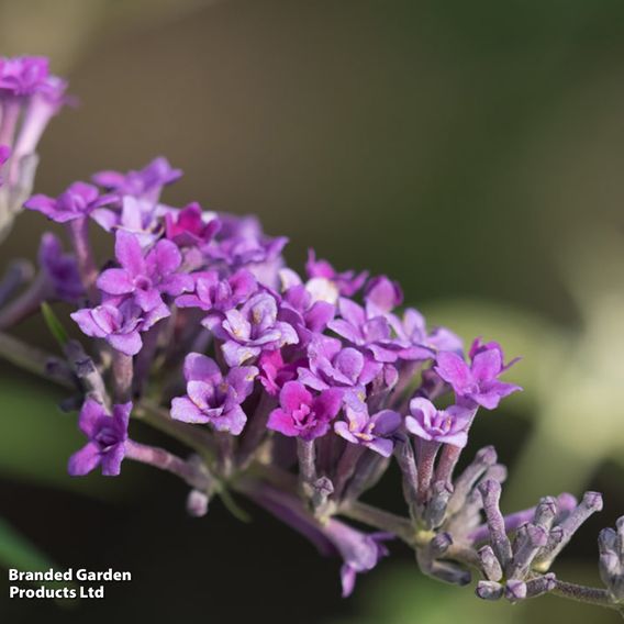 Buddleja lindleyana 'Floral Fanfare'