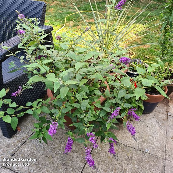 Buddleja lindleyana 'Floral Fanfare'