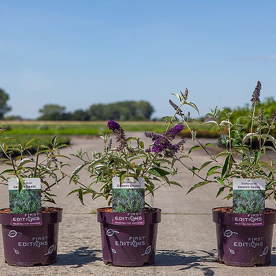 Buddleja davidii 'Groovy Grape'