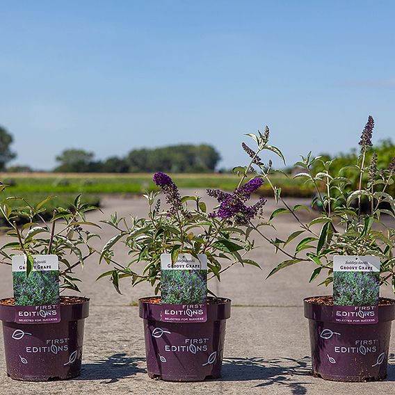 Buddleja davidii 'Groovy Grape'