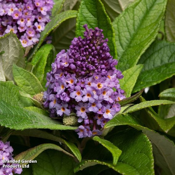 Buddleja davidii 'Little Rockstars Blue'