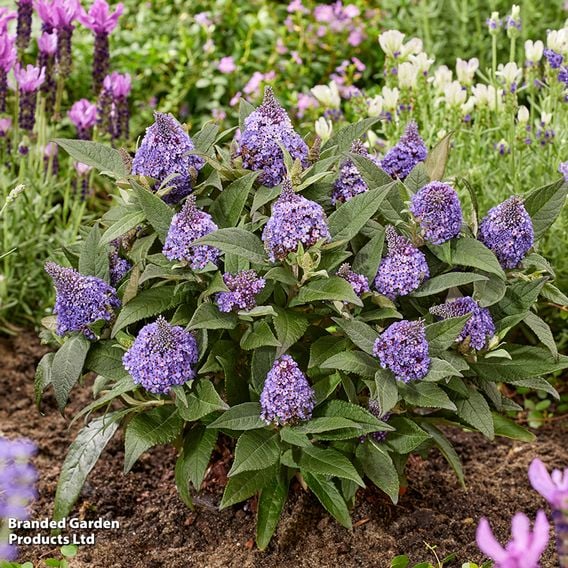 Buddleja davidii 'Little Rockstars Blue'