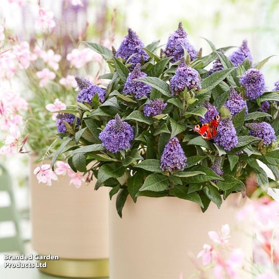 Buddleja davidii 'Little Rockstars Blue'