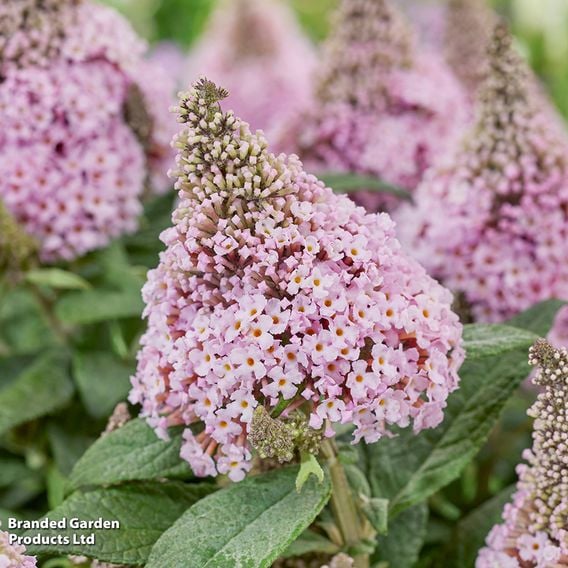 Buddleja davidii 'Little Rockstars Pink'
