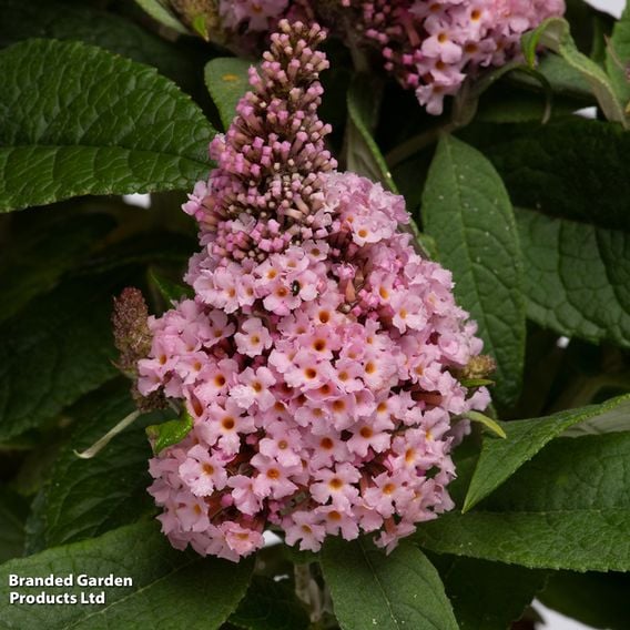 Buddleja davidii 'Little Rockstars Pink'