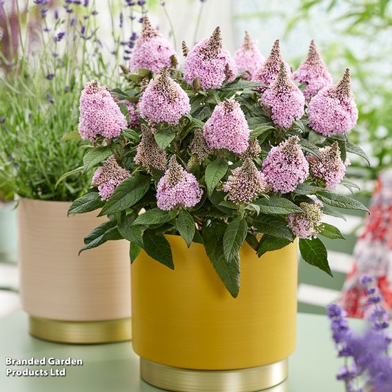 Buddleja davidii 'Little Rockstars Pink'