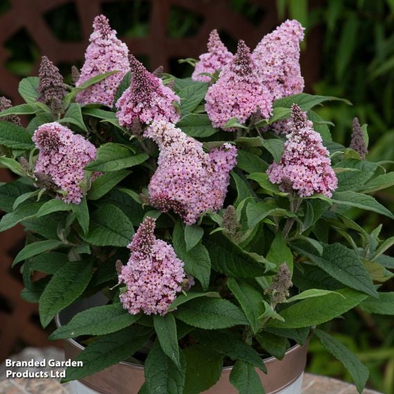 Buddleja davidii 'Little Rockstars Pink'