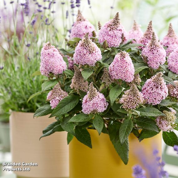 Buddleja davidii 'Little Rockstars Pink'