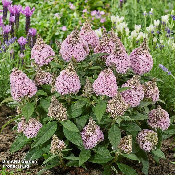Buddleja davidii 'Little Rockstars Pink'