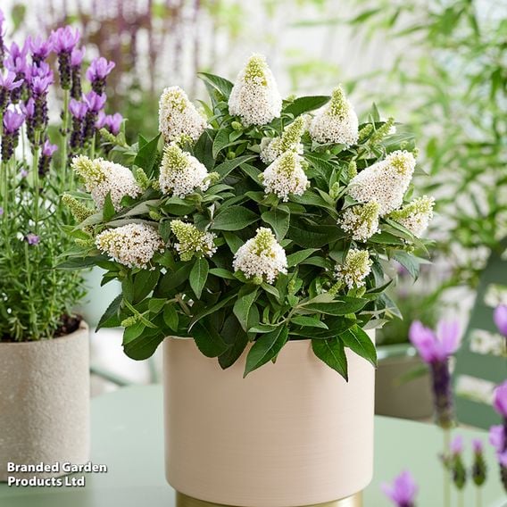 Buddleja davidii 'Little Rockstars White'