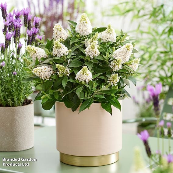 Buddleja davidii 'Little Rockstars White'
