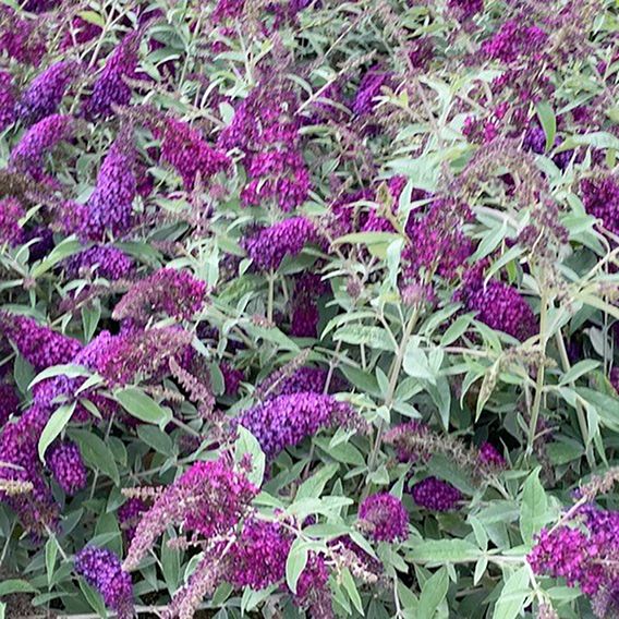 Buddleja davidii 'Magenta Munchkin'